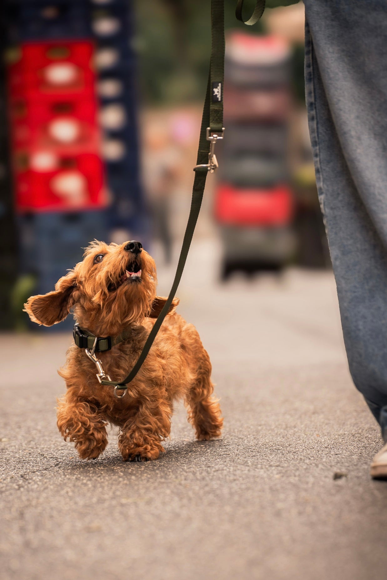 Collare verde chiusura standard